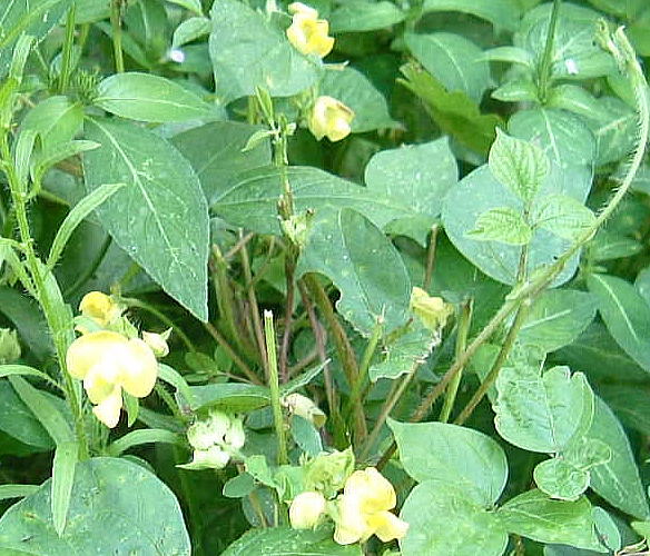 道ばたの雑草 野草 １９ たくましい花