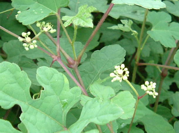 道ばたの雑草 野草 １８ たくましい花